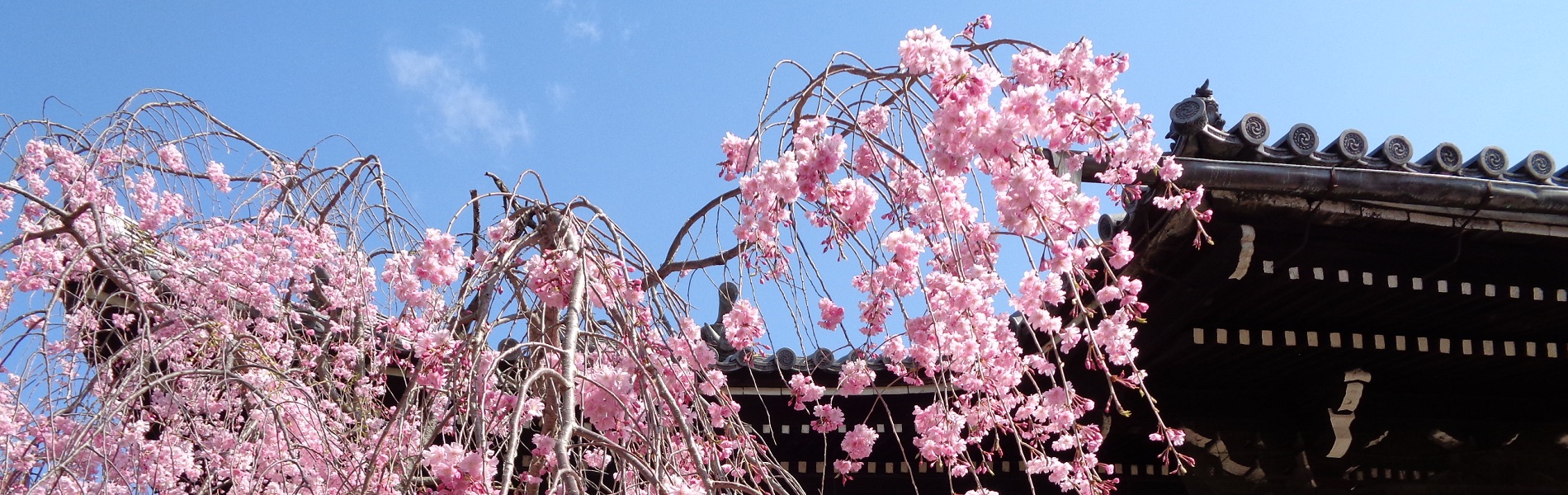 サイト京つねひごろのトップイメージ画像。京都立本寺に咲くしだれ桜。
