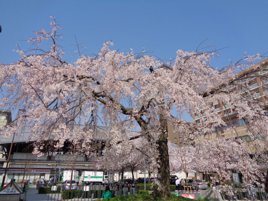 二条駅前の桜