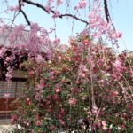 椿寺の五色八重散椿（2018年3月に訪れた際の写真）