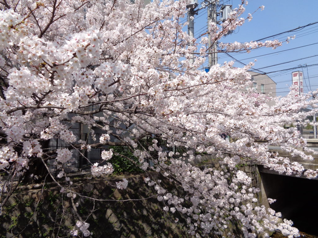 紙屋川西ノ京橋の桜
