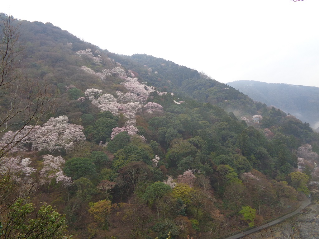 嵐山　山裾の桜