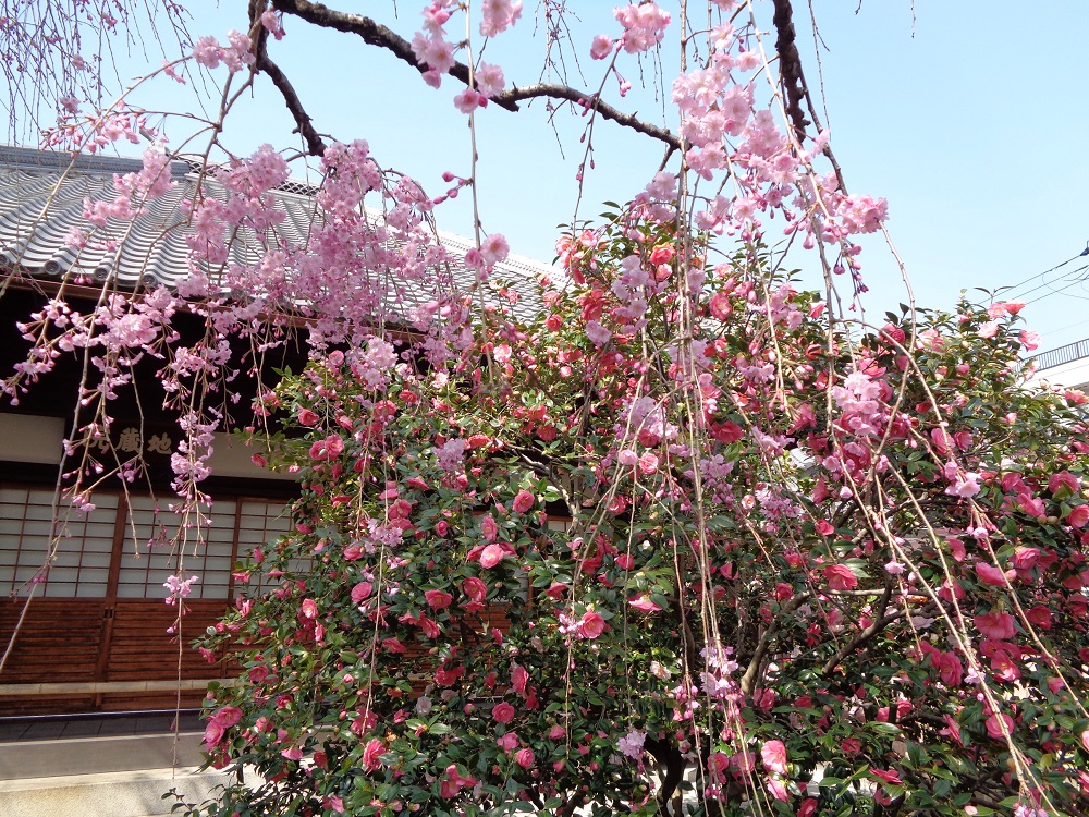 椿寺の五色八重散椿（2018年3月に訪れた際の写真）