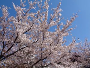 立本寺　桜