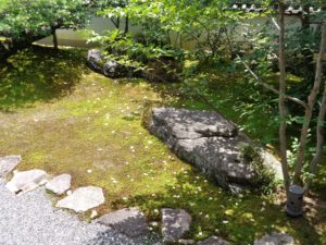 落花した沙羅の花（夏椿）