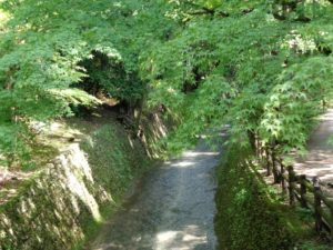 北野天満宮　青もみじ