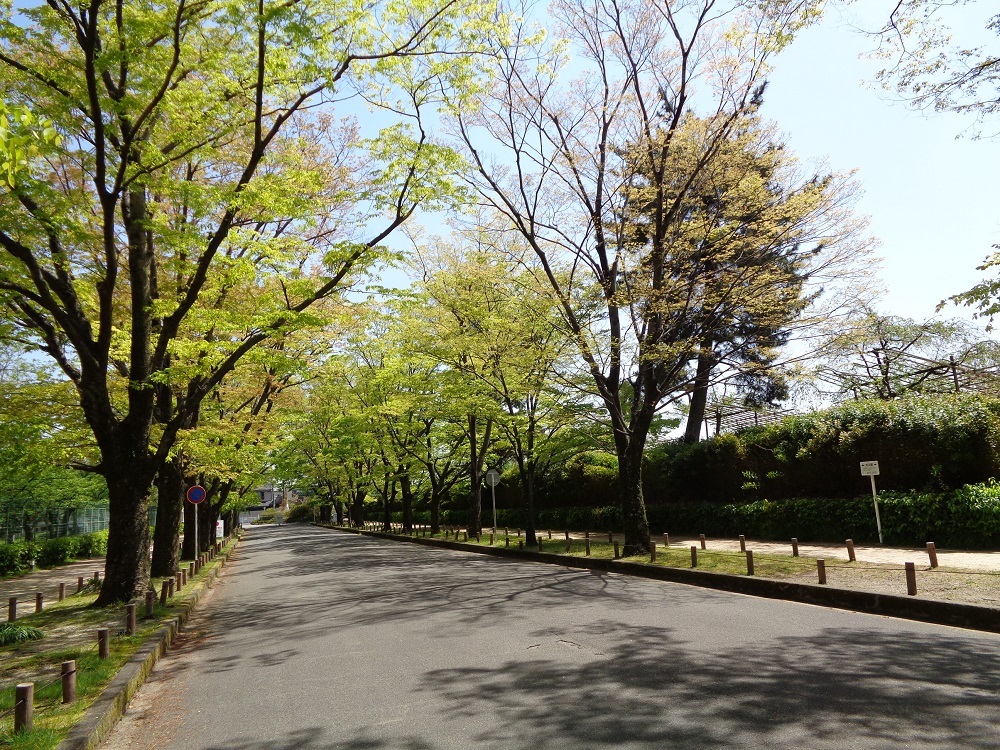 植物園前の並木道