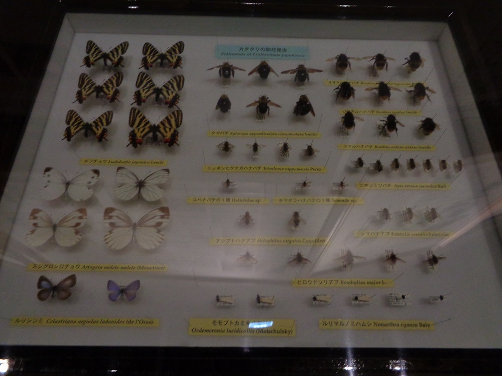 蝶、ハチなどの標本