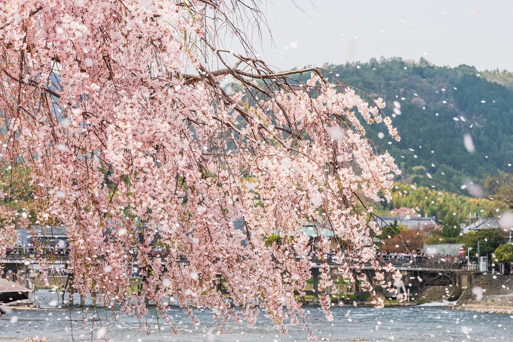 京都の嵐山　満開の桜
