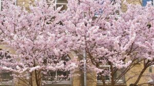 旧成徳中学校の春めき桜