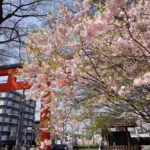 平野神社　鳥居前　桜