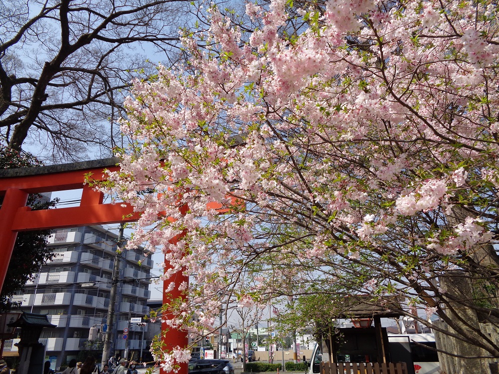 平野神社　鳥居前　桜