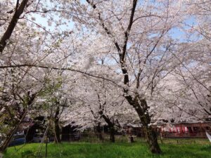 平野神社　境内の桜