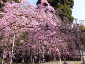 平野神社　しだれ桜