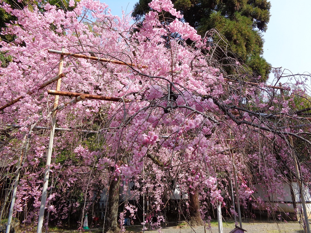 平野神社　しだれ桜