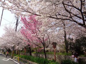 平野神社　通りから見る桜