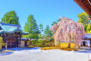 高台寺 桜の風景