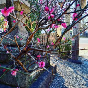 水火天満宮　早春に訪れた際の梅