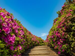 三室戸寺のつつじ園