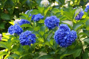 三室戸寺の紫陽花