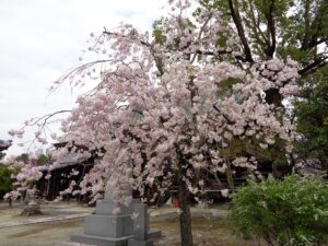 妙顕寺の桜