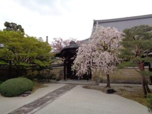 妙顕寺勅使門近くの桜
