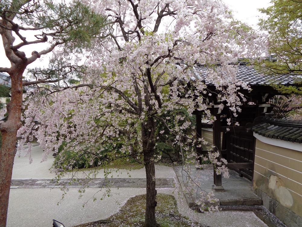 妙顕寺庭園の桜