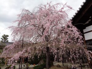妙蓮寺のしだれ桜