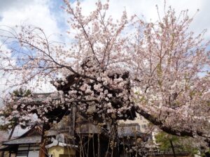立本寺の桜
