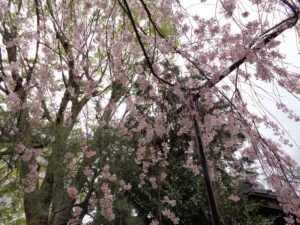 水火天満宮の桜
