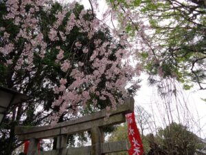 鳥居近くの水火天満宮の桜