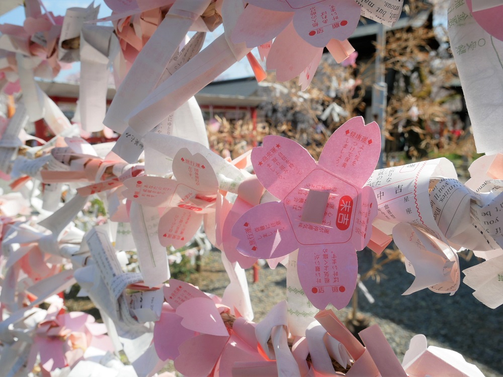 平野神社の桜みくじ