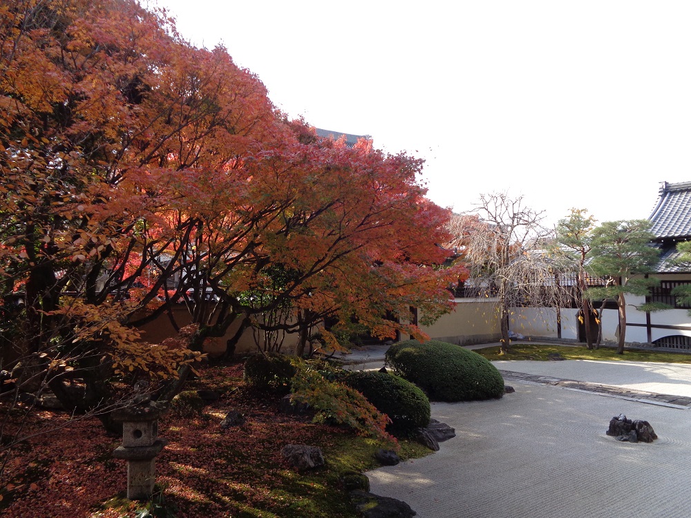 妙顕寺　庭園の紅葉