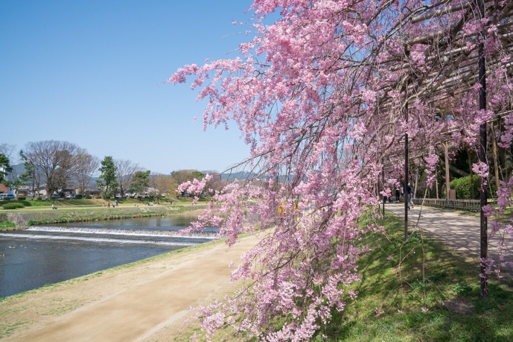 京都　半木の道の枝垂れ桜