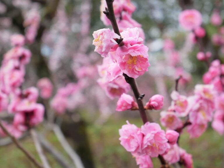 新しい春の訪れを告げる花～京都にある梅の名所4選～