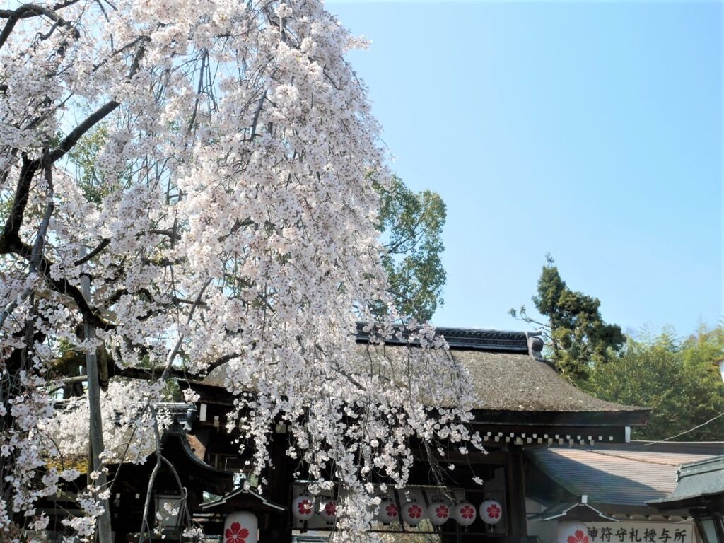 平野神社　魁桜（さきがけざくら）