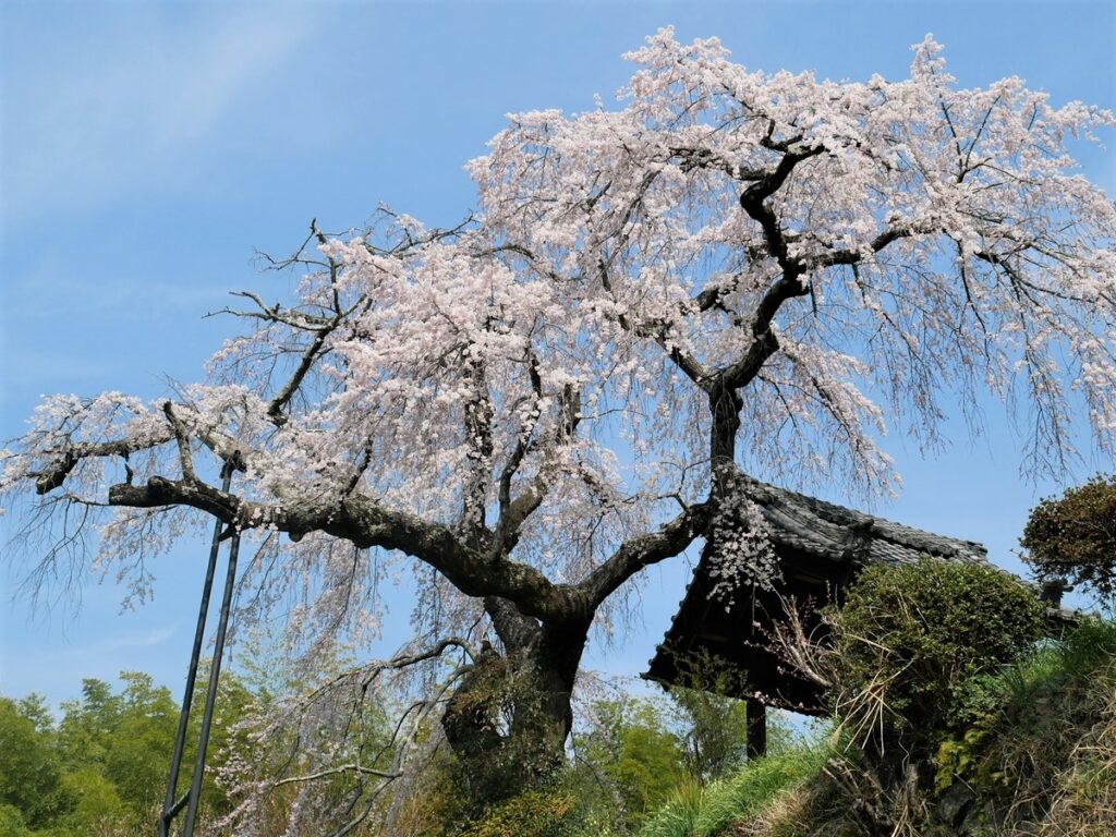 地蔵禅院　桜