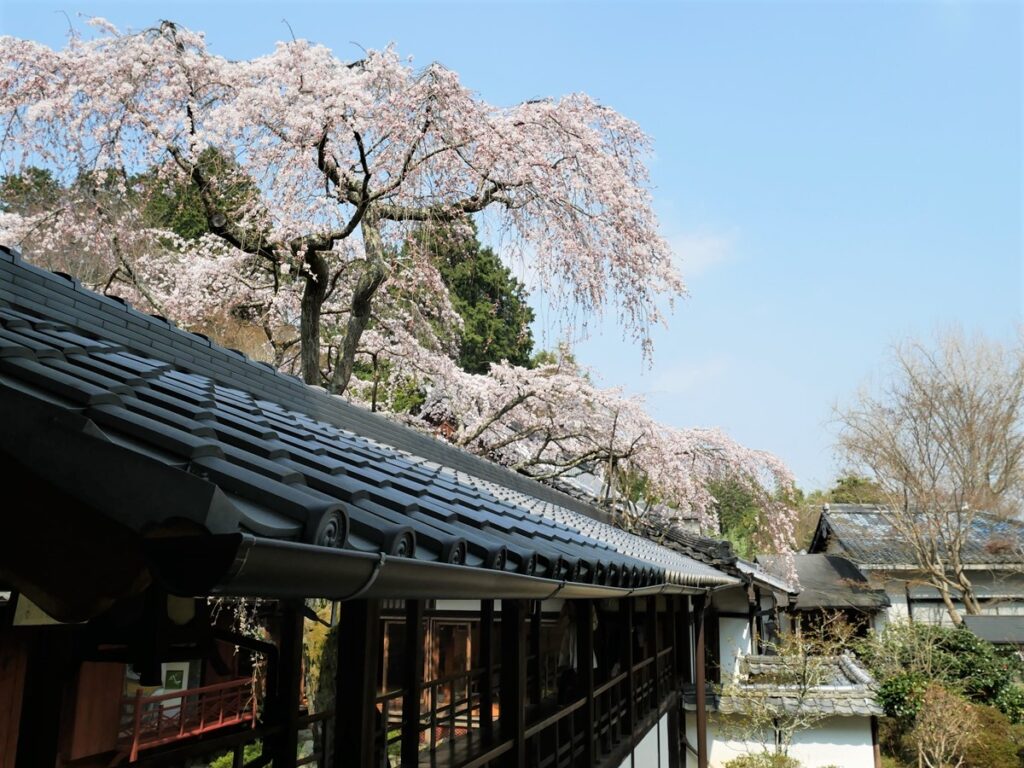 十輪寺　桜