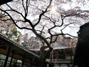 十輪寺　桜