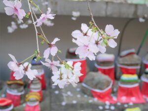 六角堂の御幸桜
