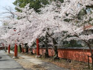 竹中稲荷神社　桜