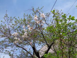 散り桜（千本釈迦堂）