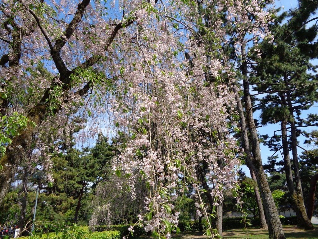 散り桜（御所）