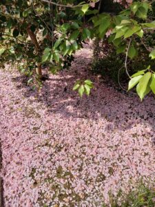本満寺　散り桜の絨毯