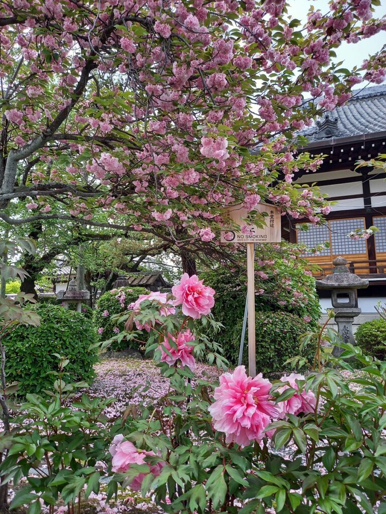 本満寺　八重桜と牡丹