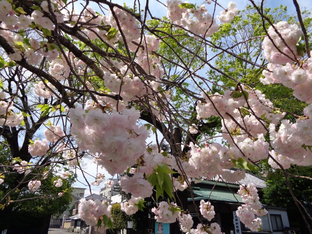 八重桜（千本釈迦堂）