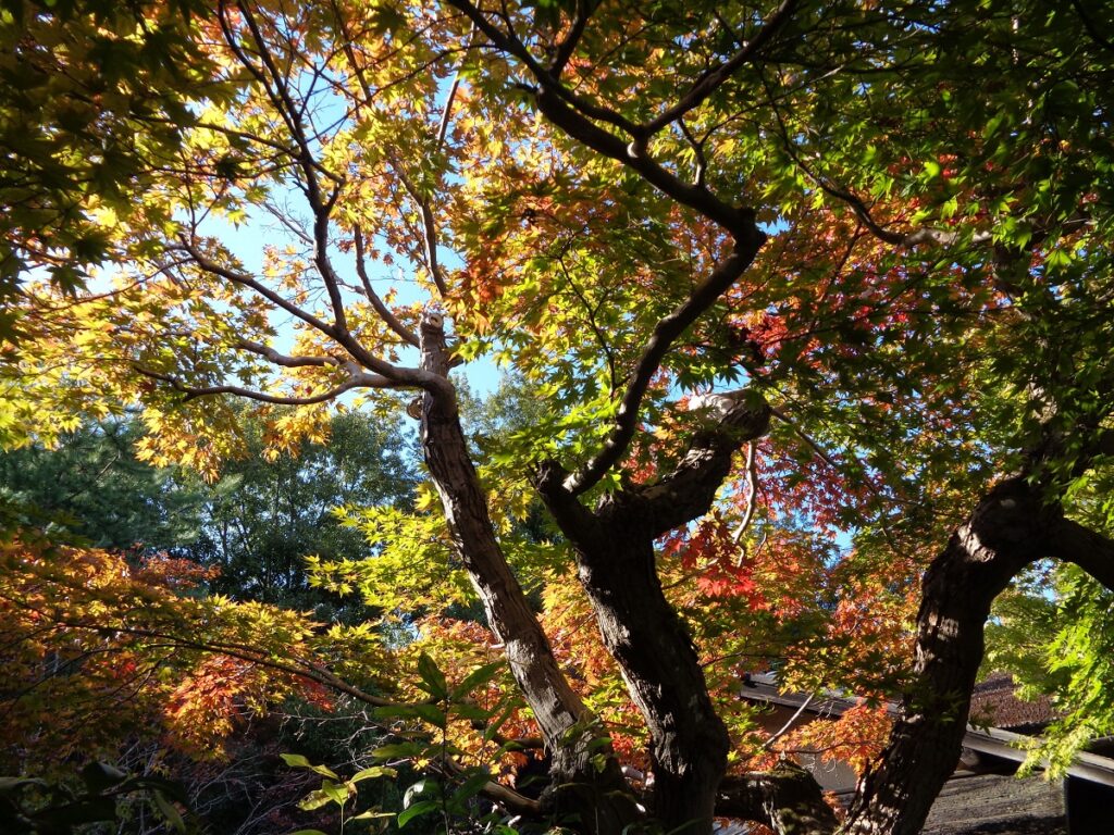 嵯峨野の紅葉