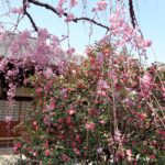 椿寺の五条八重散椿としだれ桜のコラボ