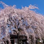 本満寺のしだれ桜（2020年撮影）