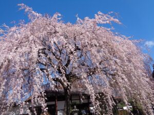 本満寺のしだれ桜（2020年撮影）
