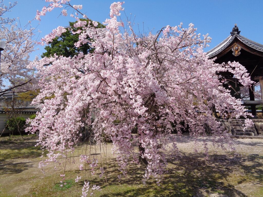 妙顕寺　桜